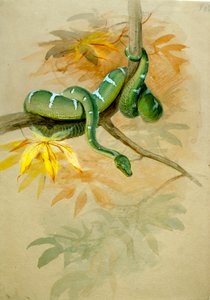 Boa Vert - Joseph Wolf